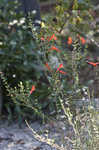 Scarlet calamint